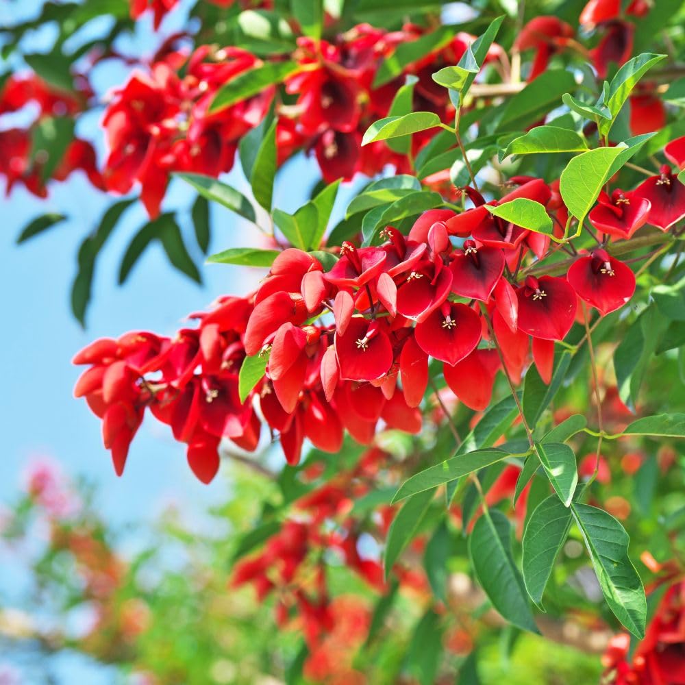 Amazon.co.jp: 矮性 アメリカデイゴ 極太苗 3.5号ポット苗 海紅豆